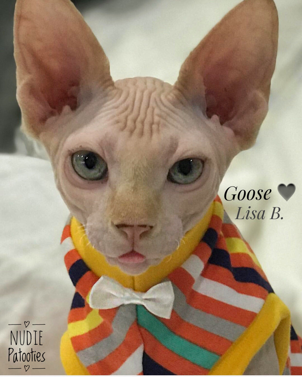 100% striped cotton shirt with bow tie for your sphynx cat or kitten! Nudie Patooties sphynx cat clothes
