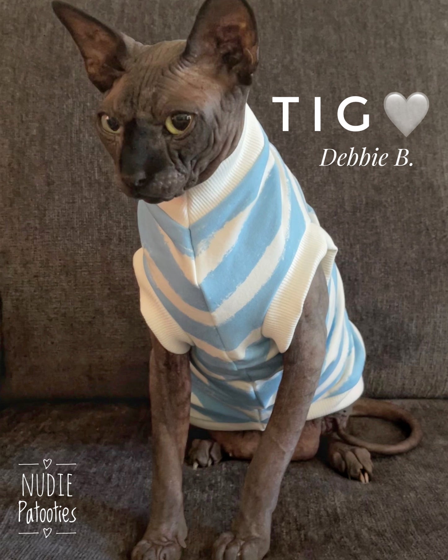 Sphynx cat and kitten organic sweatshirt. Sphynx cat clothes