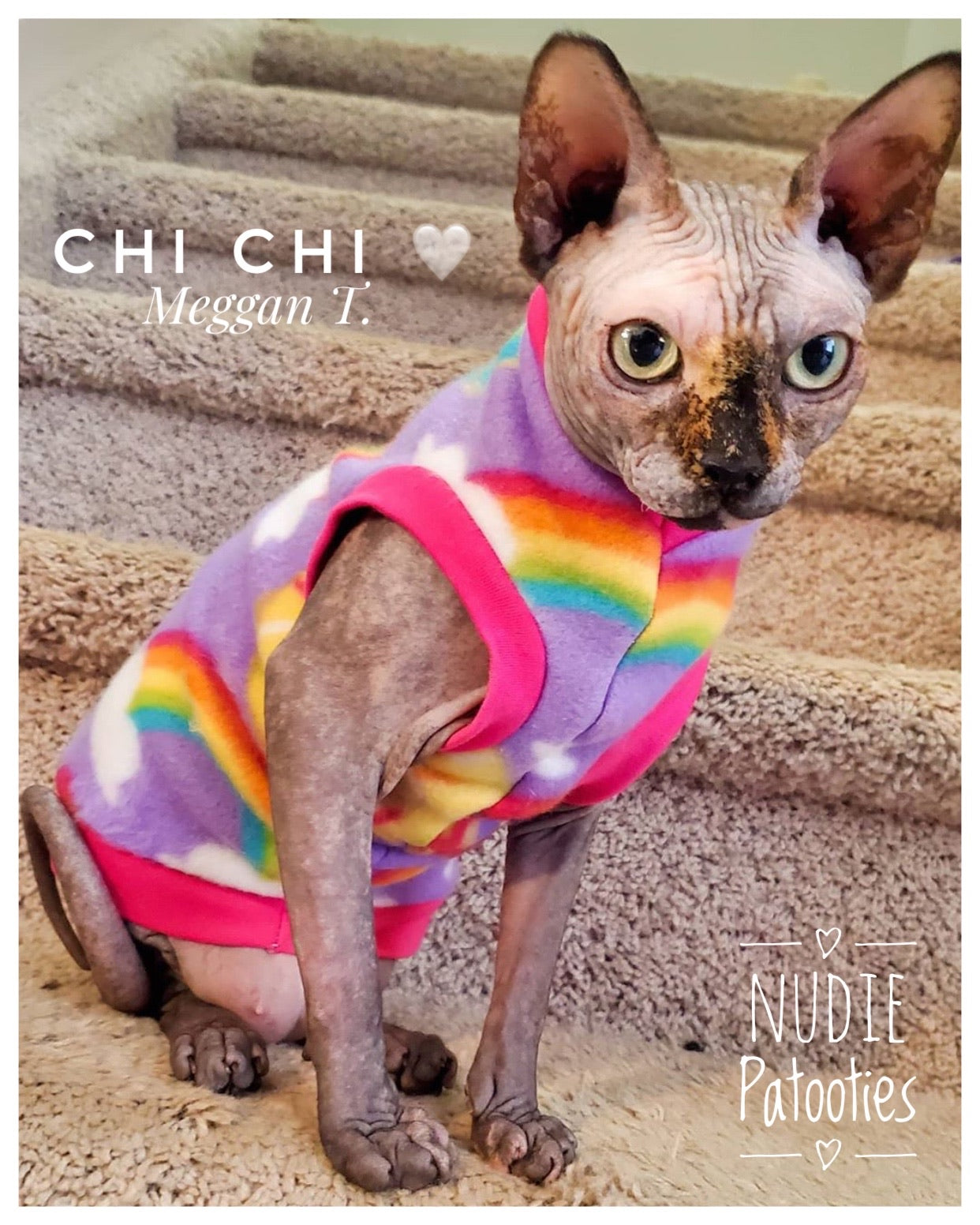 sphynx cat and kitten clothes sweaters