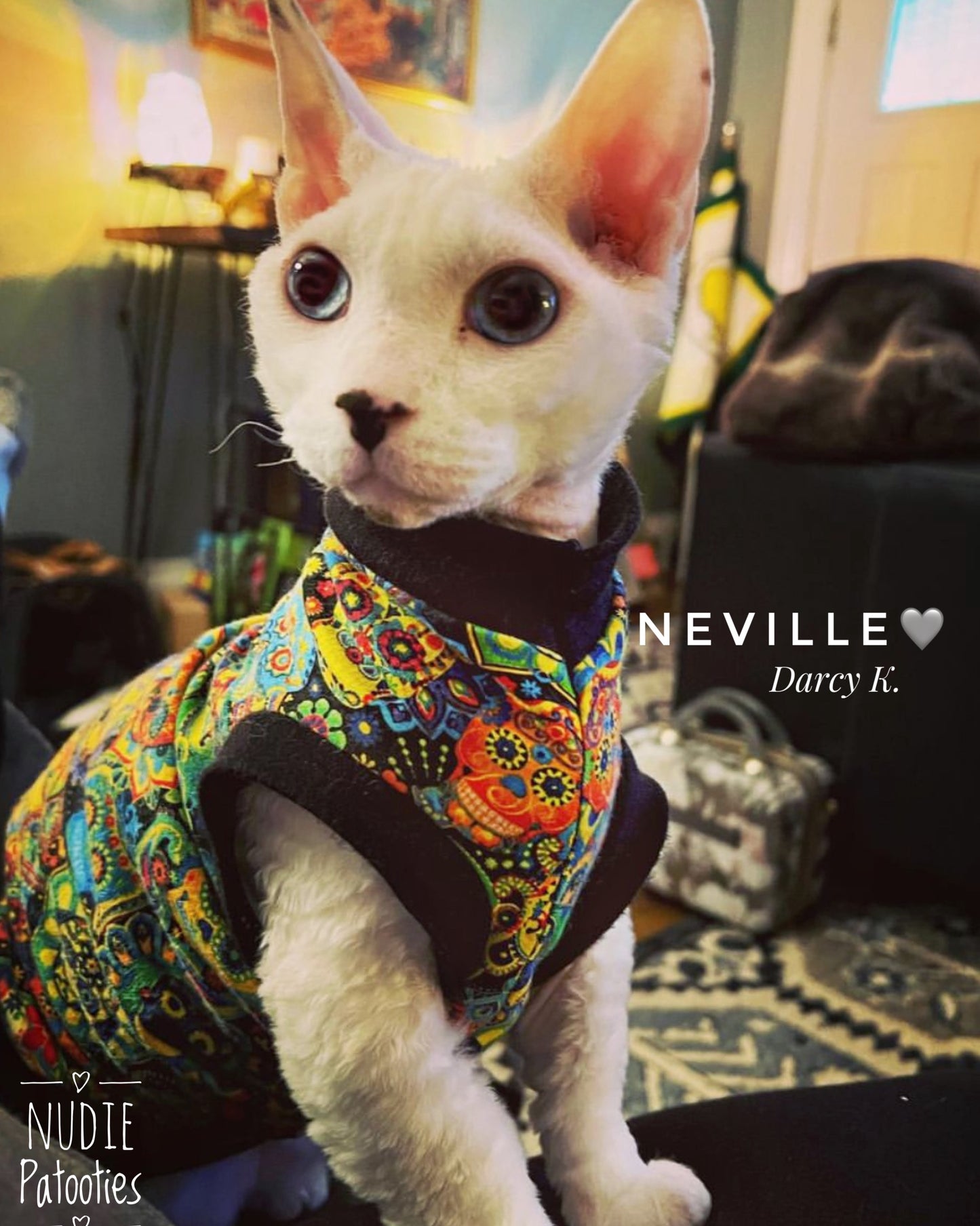 Sphynx cat and kitten shirt. Sphynx cat clothes.