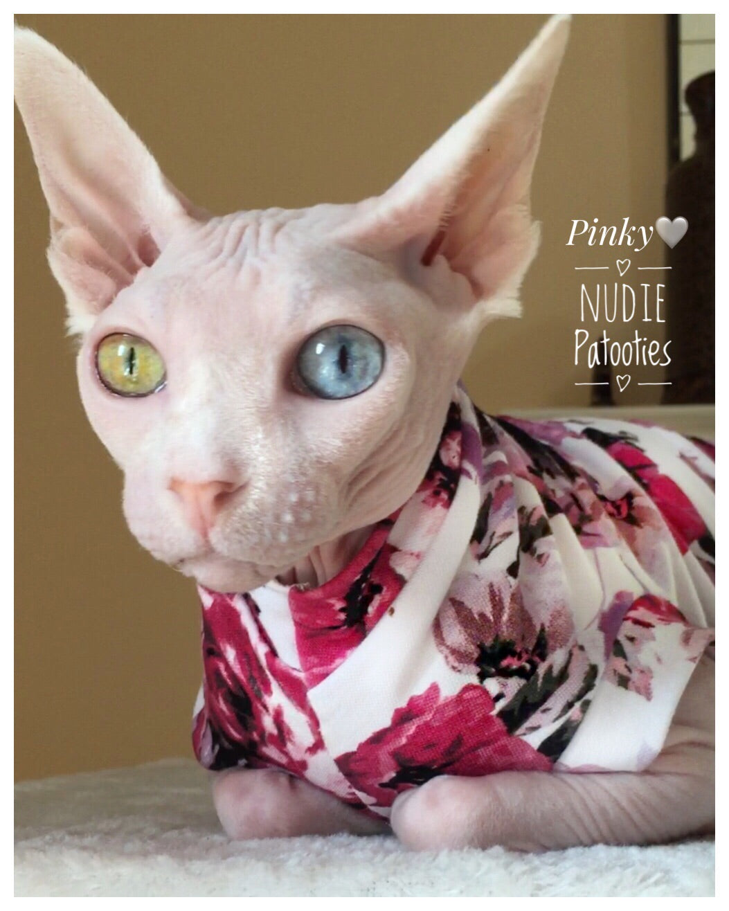 odd eye sphynx cat. Skull shirt/ Halloween/ Sphynx Cat Fleece Clothes / clothes for cats/ cat overalls /cat shirt/ cat sweater/ cat sweatshirt/ pet sweater/ Sphynx cat clothes/ Sphynx clothing / cats clothes/ shirt for cat/ cat clothes/ tattoo/ skull/ designer cat clothes/ cat pjs
