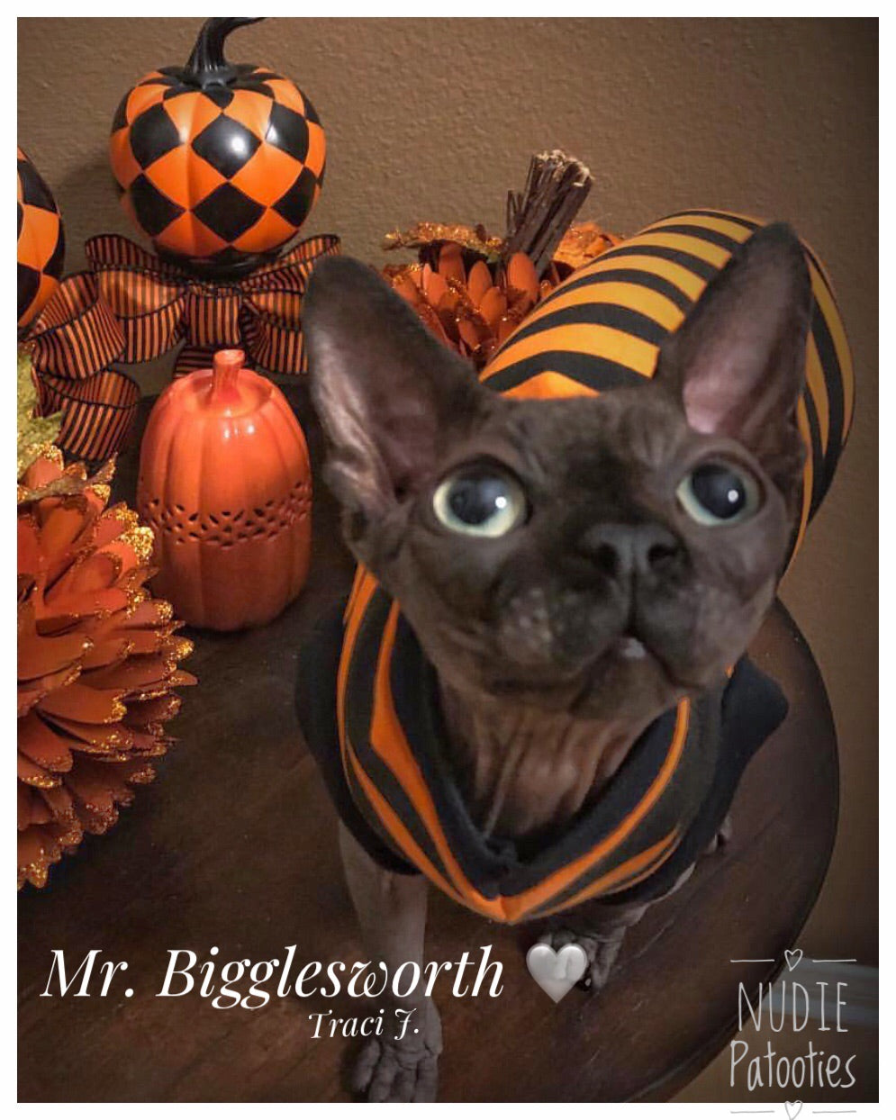Batty Bat 100% cotton halloween shirt for your sphynx cat and kitten. sphynx clothes