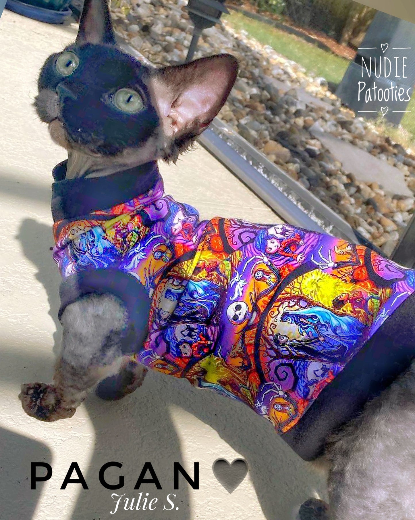 Sphynx cat and kitten shirt. Sphynx cat clothes.