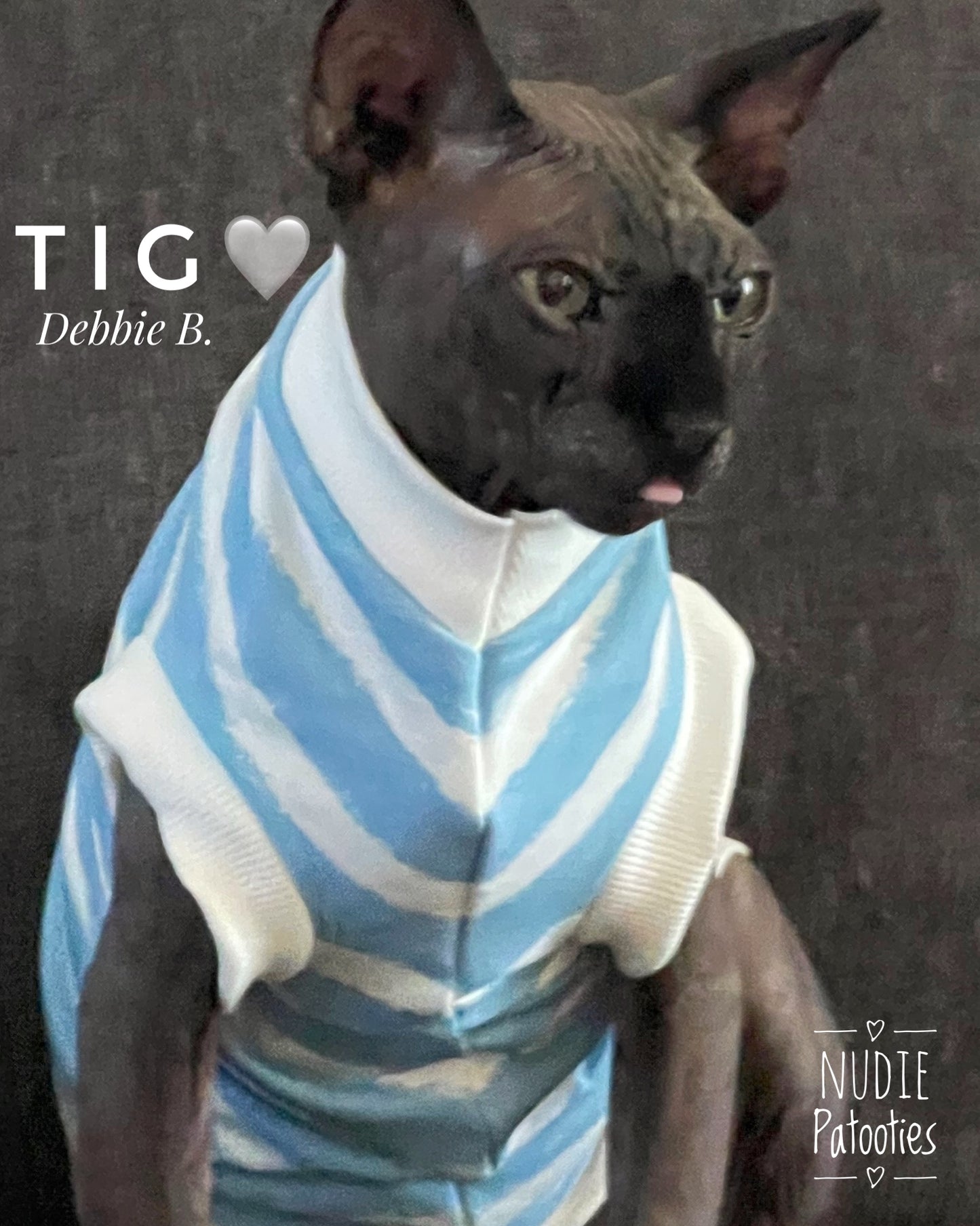 Sphynx cat and kitten organic sweatshirt. Sphynx cat clothes