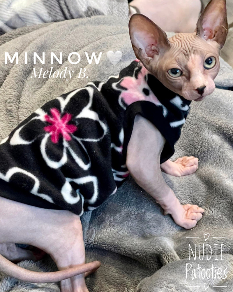 Sphynx cat and kitten shirt. Sphynx cat clothes.