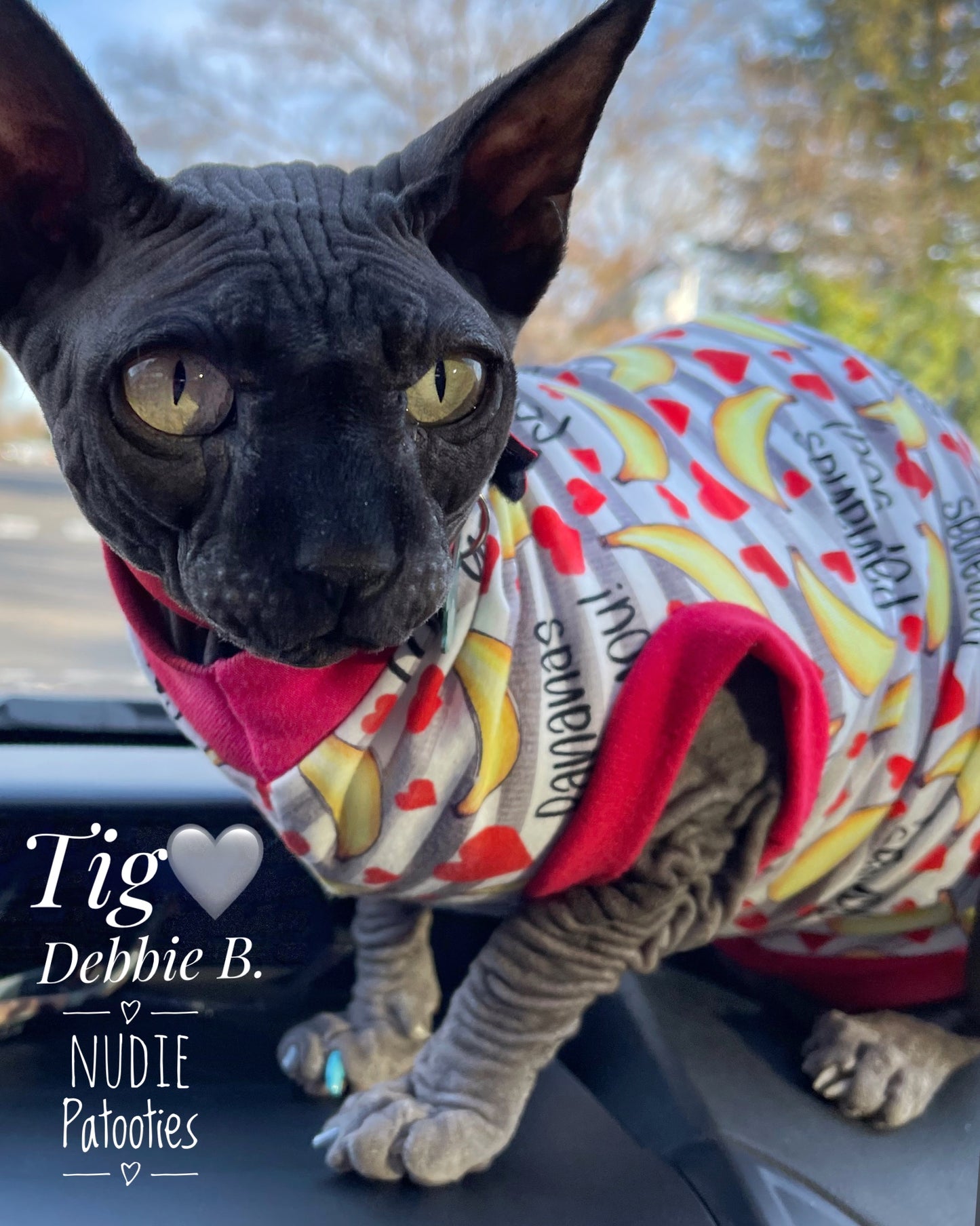 Sphynx cat and kitten shirt. Sphynx cat clothes.