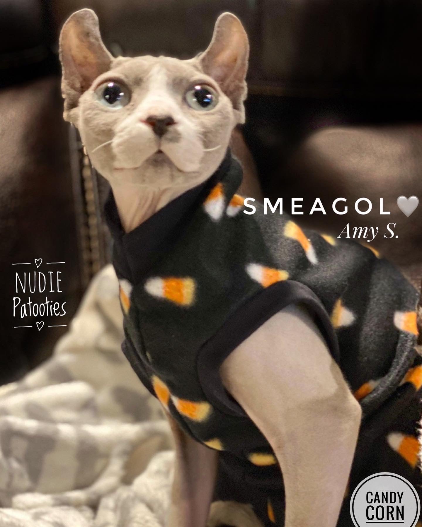 sphynx cat and kitten shirt: sphynx cat clothes