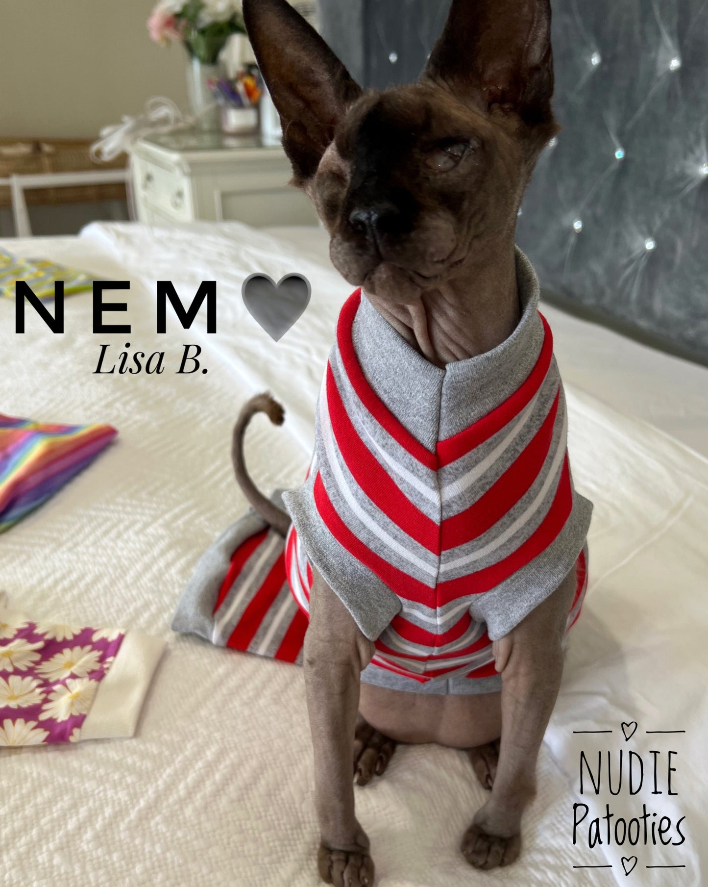 Sphynx cat and kitten shirt. Sphynx cat clothes.