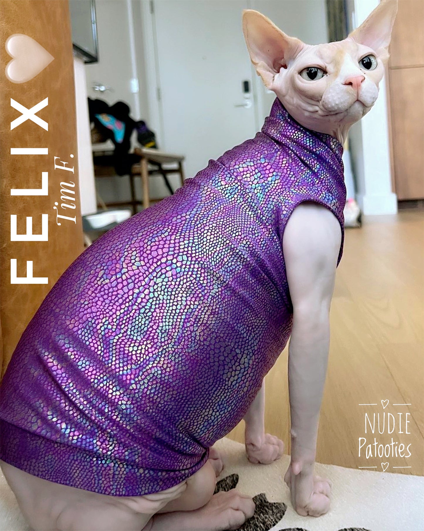 Sphynx cat and kitten shirt. Sphynx cat clothes.
