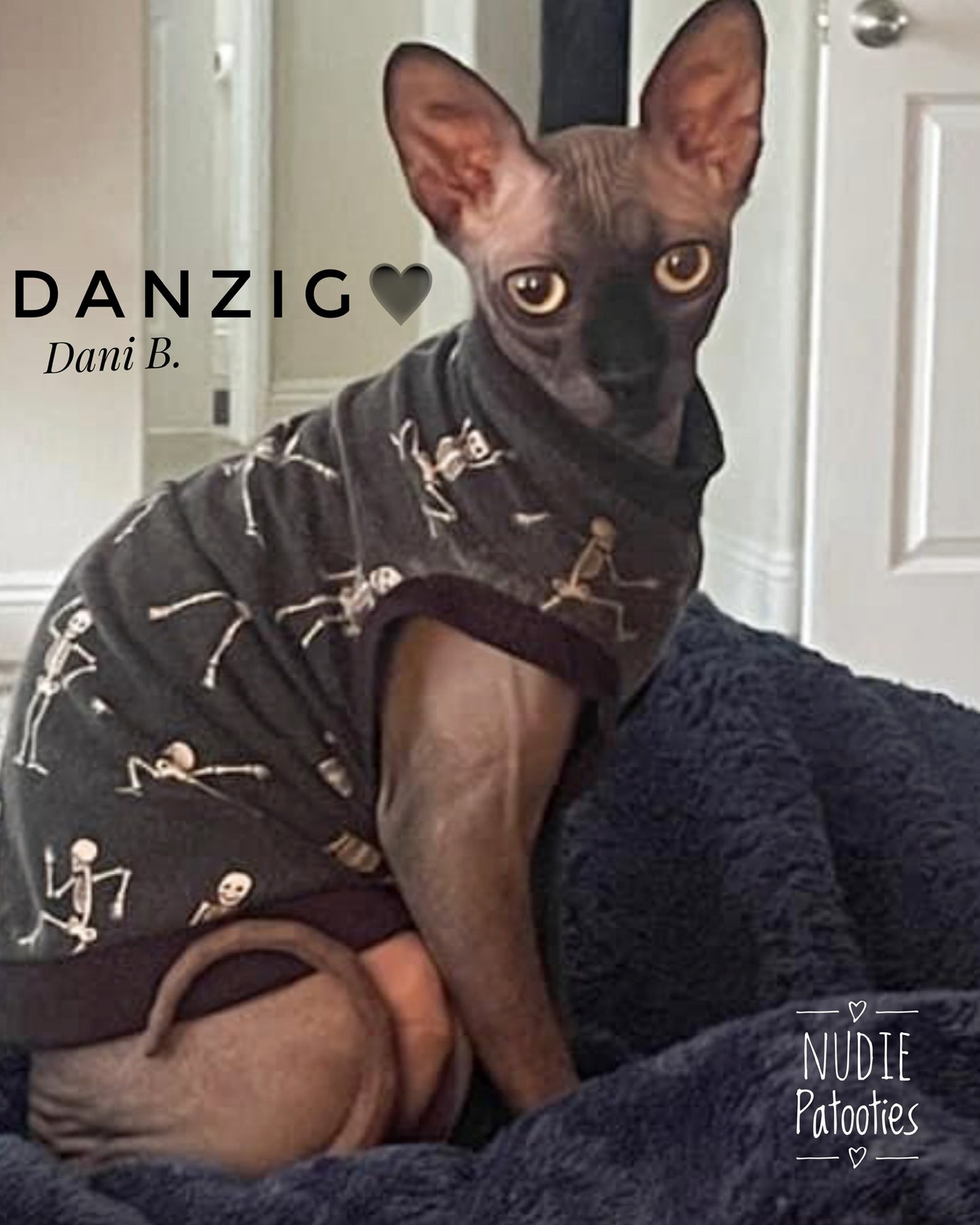 Sphynx cat and kitten skeleton shirt. Sphynx cat clothes.