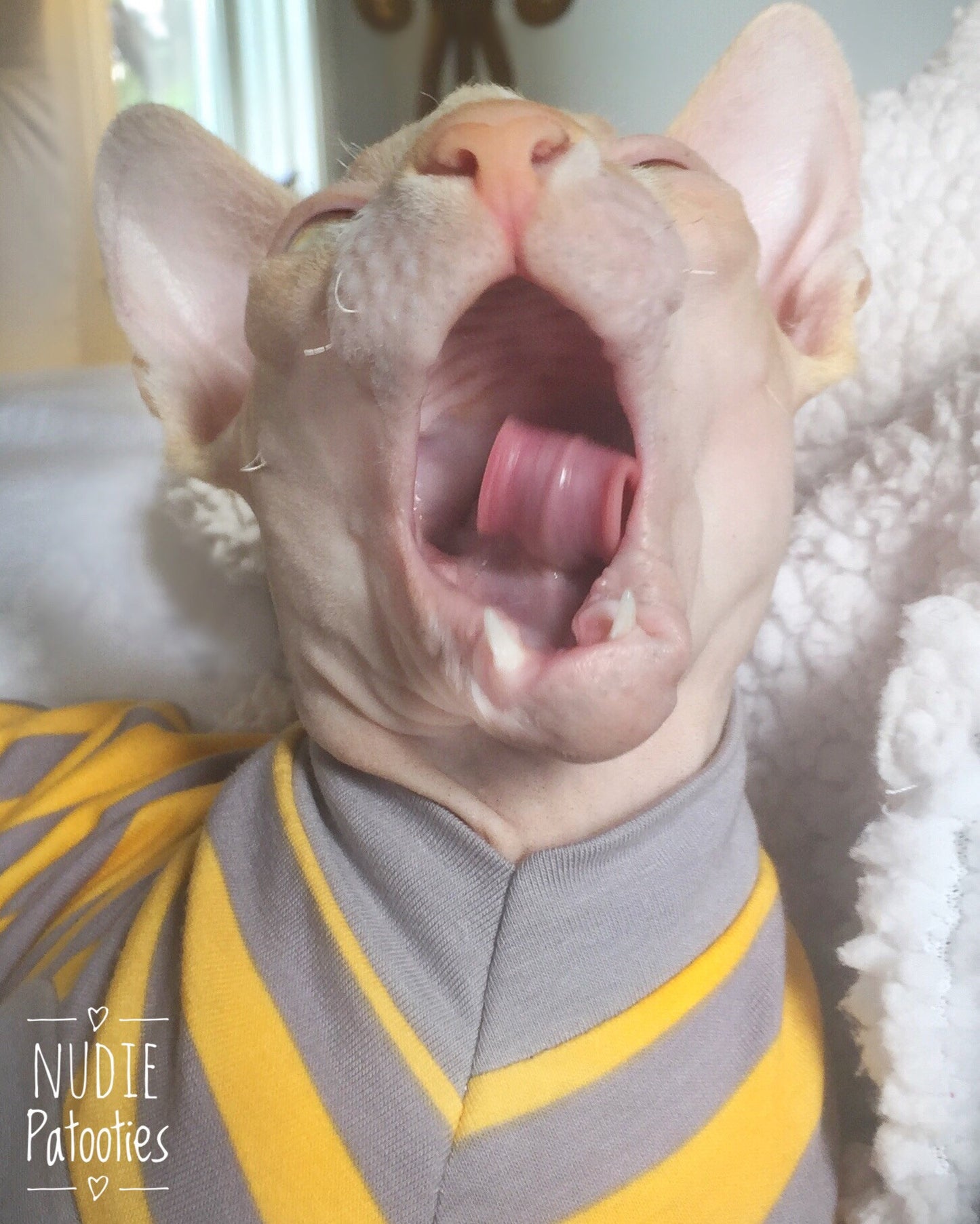 Large selection of Cornish Rex, Devon Rex, Bambino, Sphynx, Cat Fleece Clothes. /cat overalls /cat shirt/ cat sweater/pet sweater/Sphynx cat clothes/Sphynx clothing /cats clothes/ shirt for cat