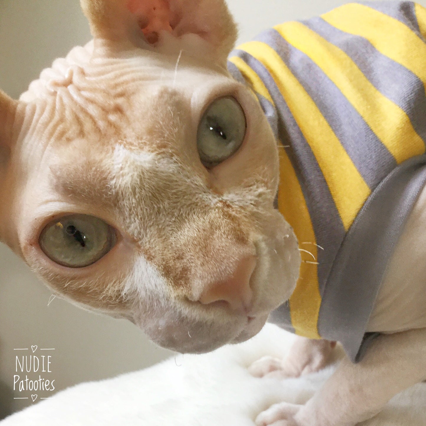 Large selection of Cornish Rex, Devon Rex, Bambino, Sphynx, Cat Fleece Clothes. /cat overalls /cat shirt/ cat sweater/pet sweater/Sphynx cat clothes/Sphynx clothing /cats clothes/ shirt for cat