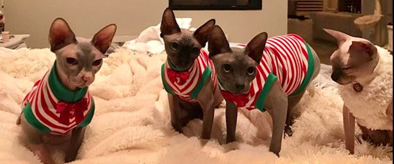 Christmas Red and White Stripe Shirt "Santa's Little Helper" - Nudie Patooties Sphynx cat clothes for your sphynx cat, sphynx kitten, Donskoy, Bambino Cat, cornish rex, peterbald and devon rex cat.