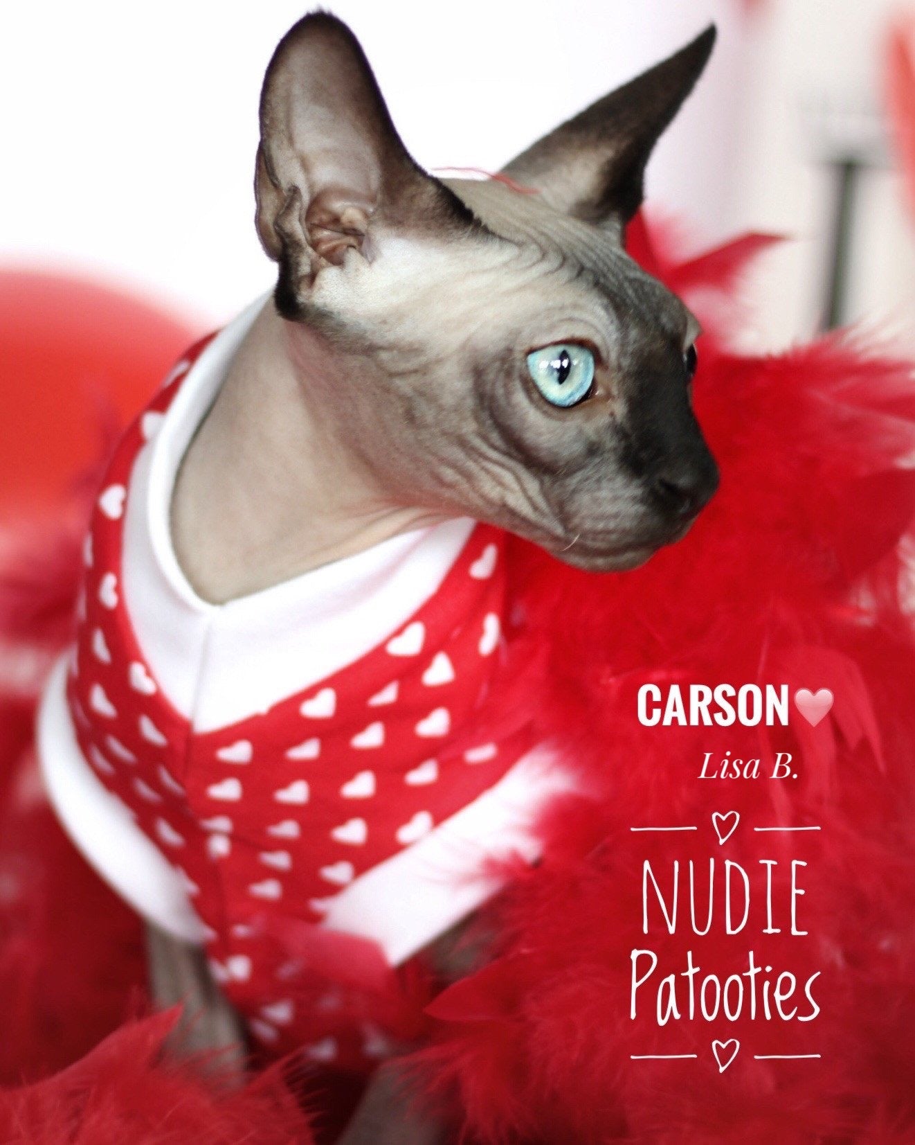 Red and white sphynx cat and kitten shirt. Sphynx cat clothes.