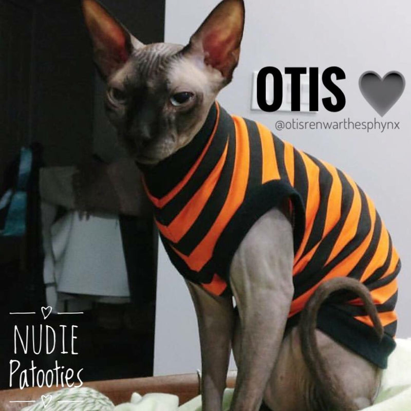 Orange and Black steipe Halloween shirt for your sohynx cat and kitten. Sphynx clothes. Fall