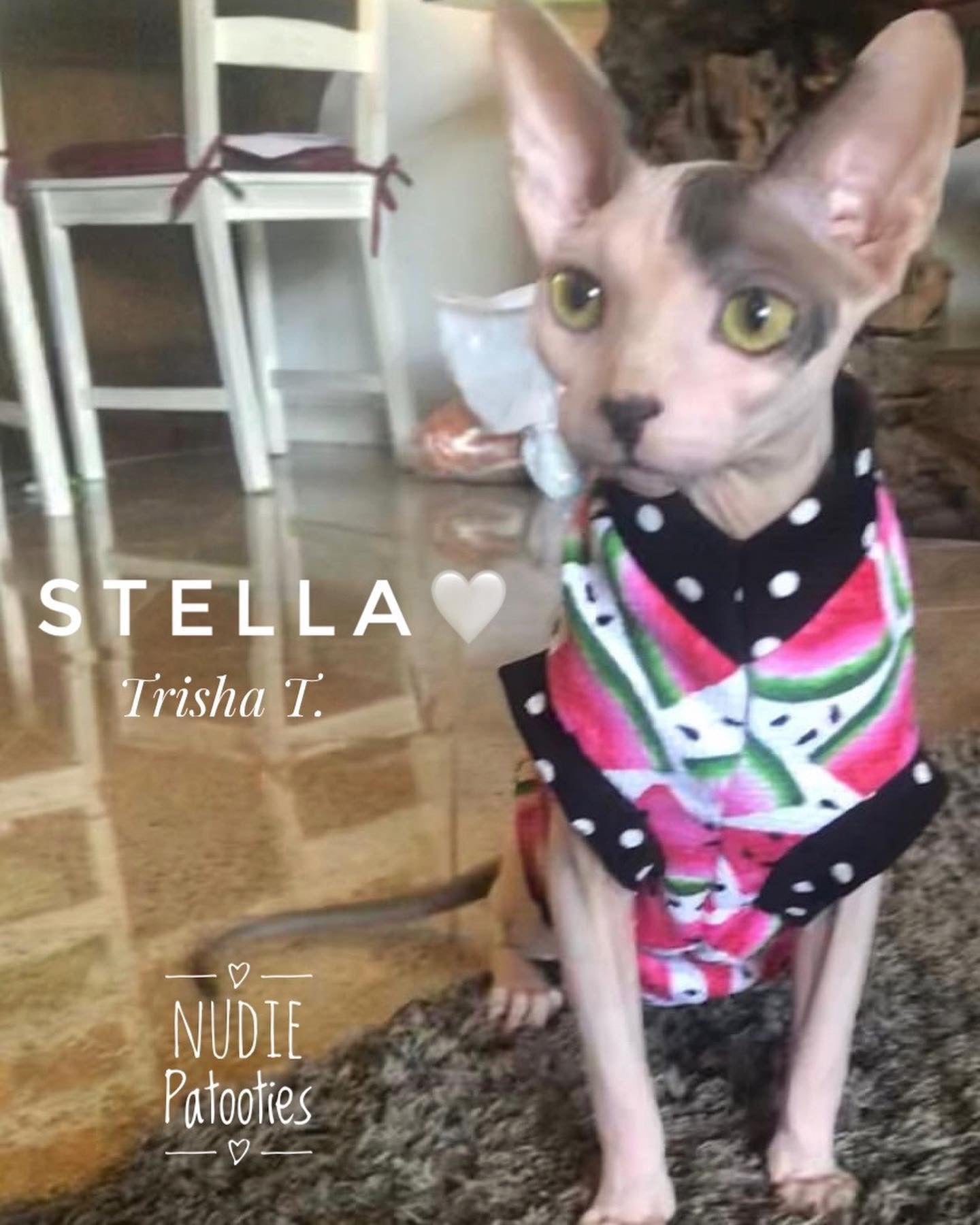 Sphynx cat and kitten watermelon shirt. Sphynx cat clothes.