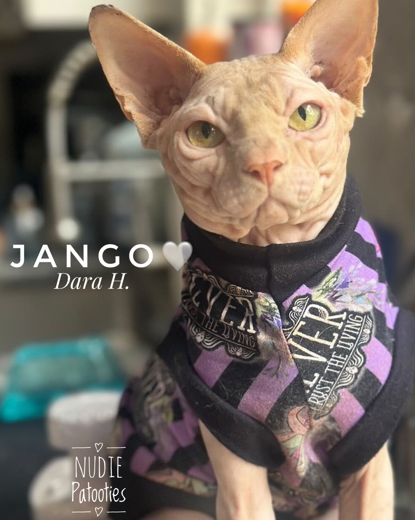 sphynx cat and kitten shirt. sphynx cat clothes