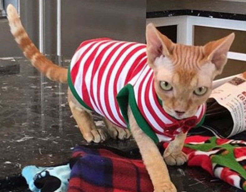 Christmas Red and White Stripe Shirt "Santa's Little Helper" - Nudie Patooties Sphynx cat clothes for your sphynx cat, sphynx kitten, Donskoy, Bambino Cat, cornish rex, peterbald and devon rex cat.