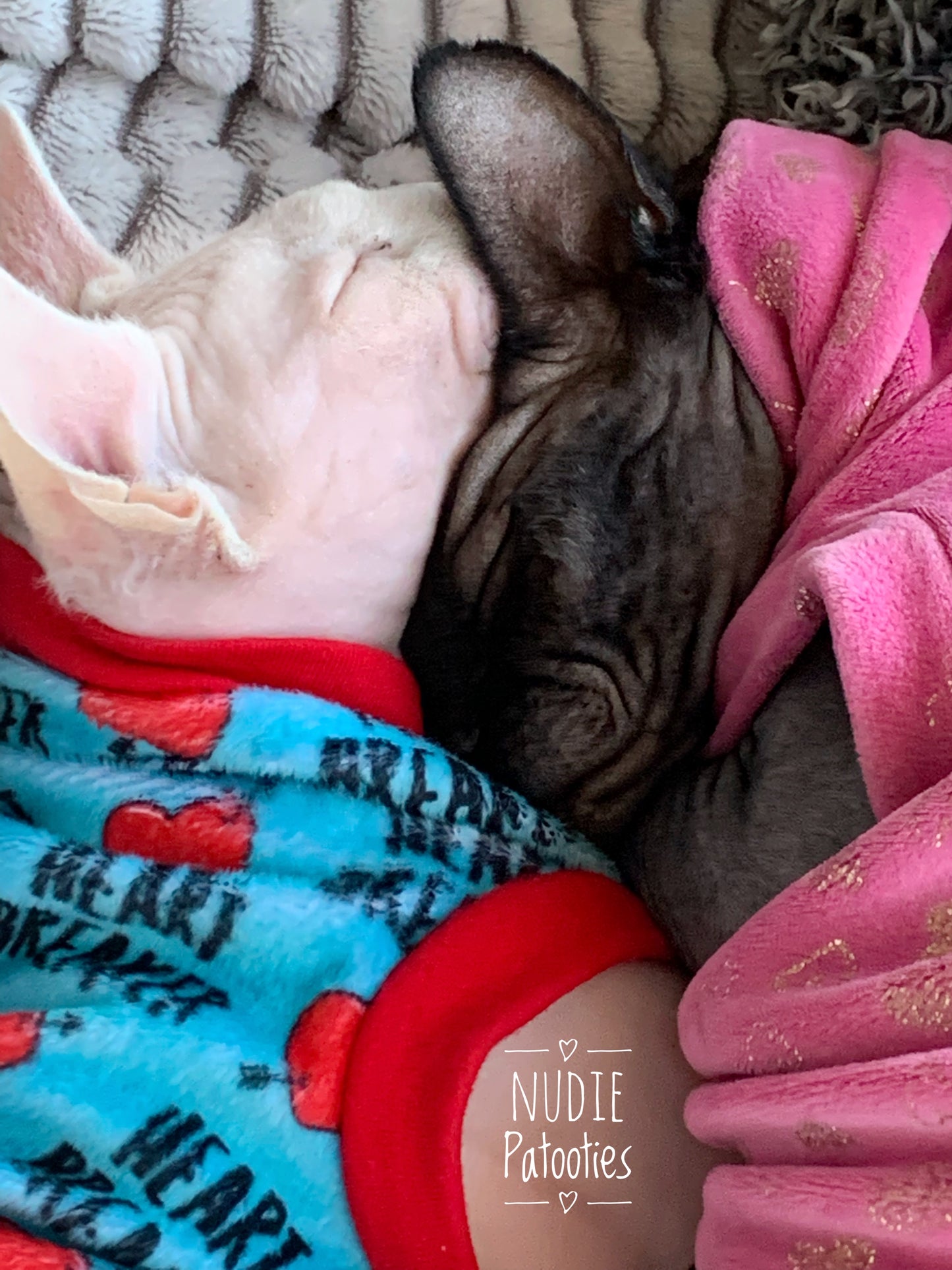 Sphynx cat and kitten shirt. Sphynx cat clothes