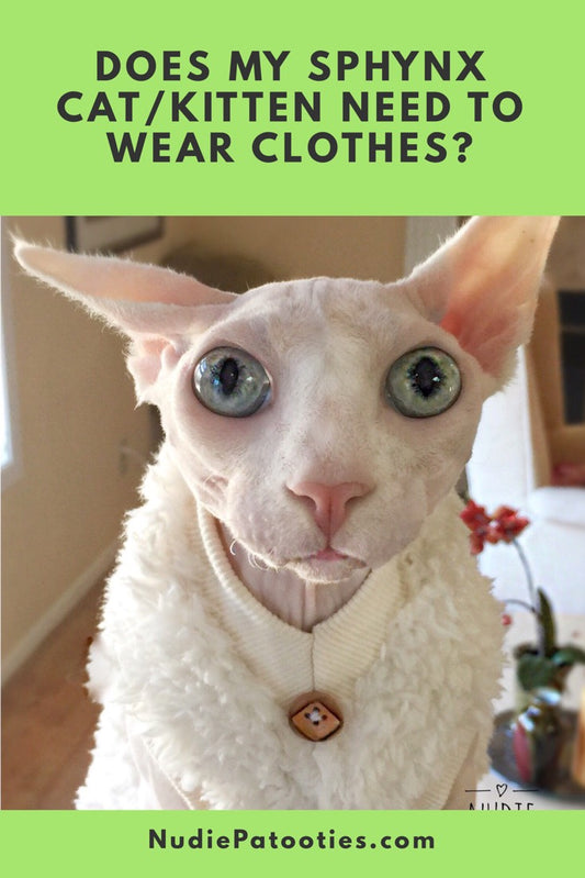 Do Sphynx Cats and Kittens Need to Wear Clothes?