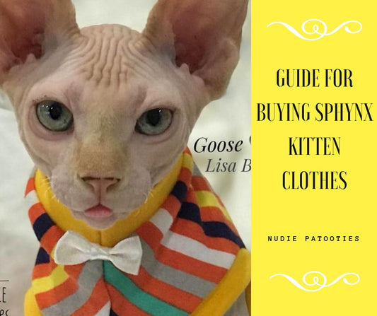 Guide for Buying Sphynx Kitten Clothes, Eight Months and Younger!