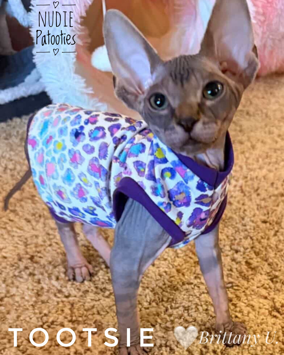 Sphynx cat and kitten shirt.  Sphynx cat clothes 
