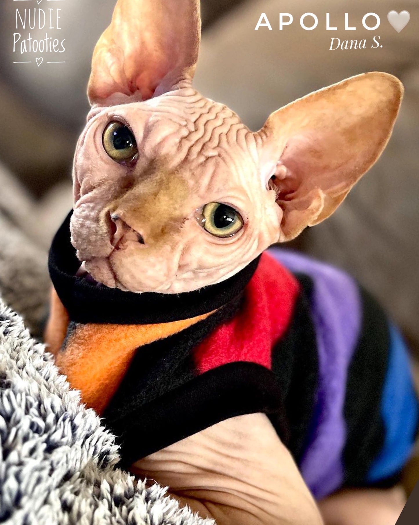 sphynx cat and kitten warm clothes