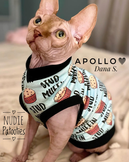 Sphynx cat and kitten shirt.  Sphynx cat clothes.