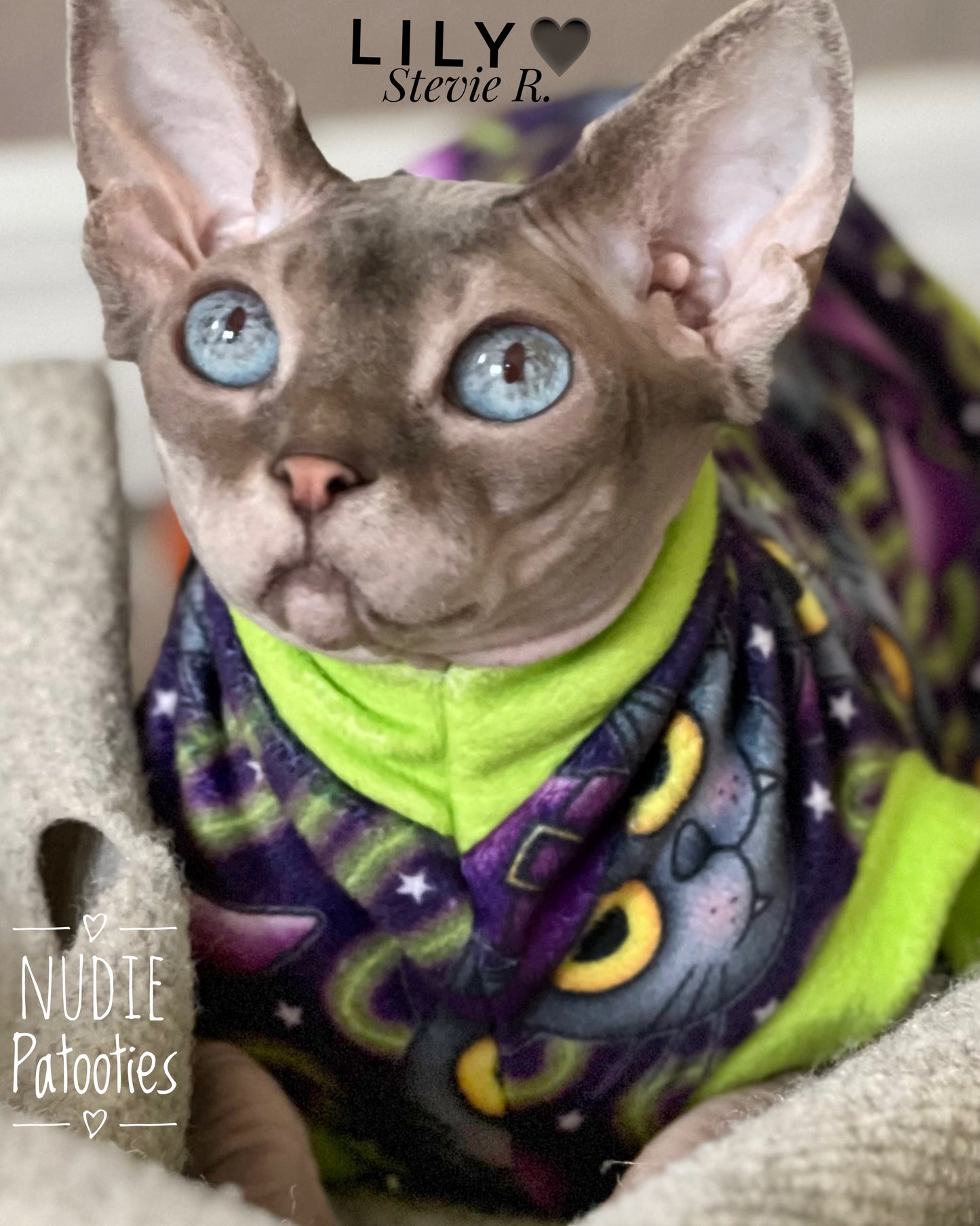 sphynx cat and kitten shirts.  sphynx cat clothes 