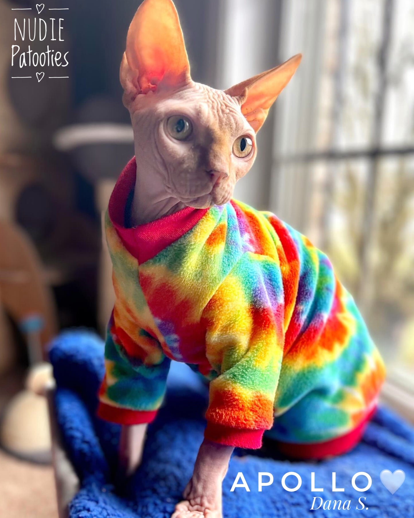 Sphynx cat shirt sweater.  Sphynx cat clothes