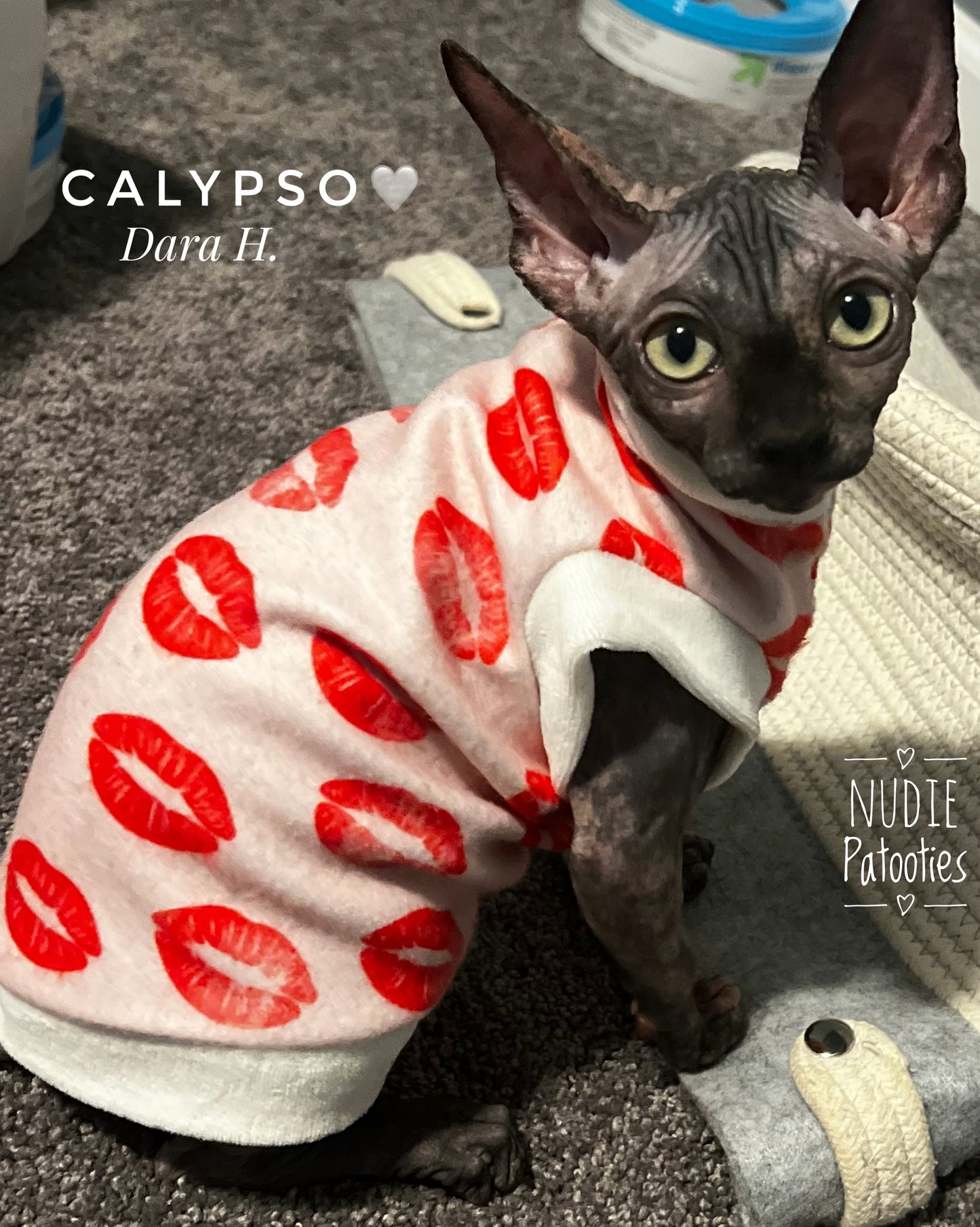 sphynx and kitten cat shirt.  sphynx cat clothes