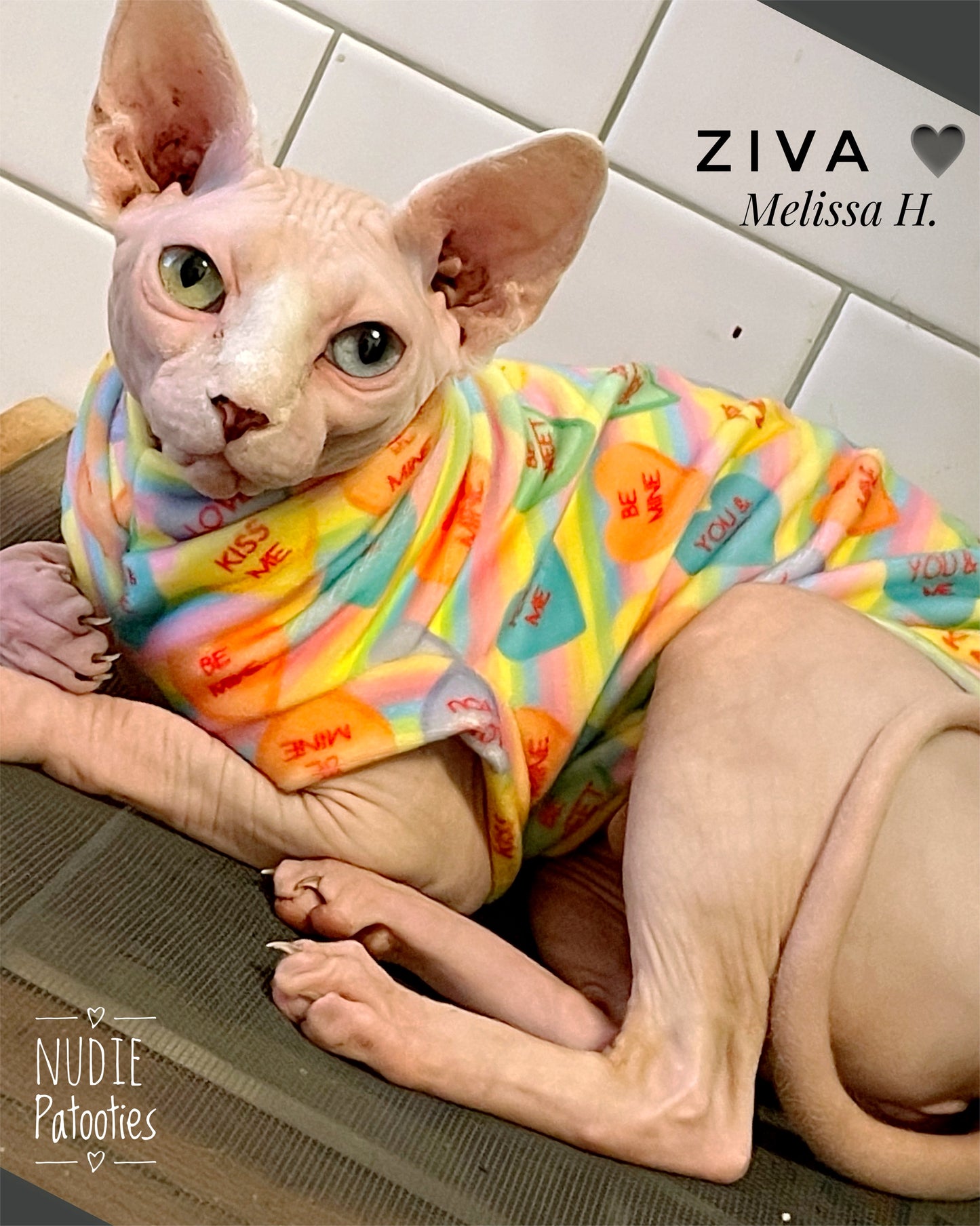 Sphynx Cat and kitten shirt.  Sphynx cat clothes