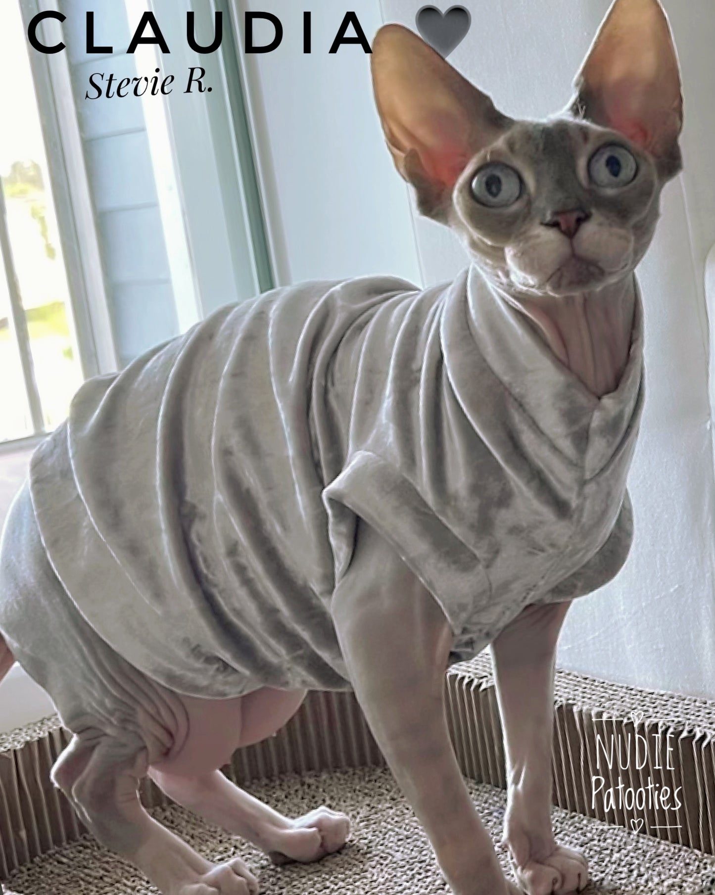 Sphynx cat and kitten velvet shirt.  sphynx cat clothes