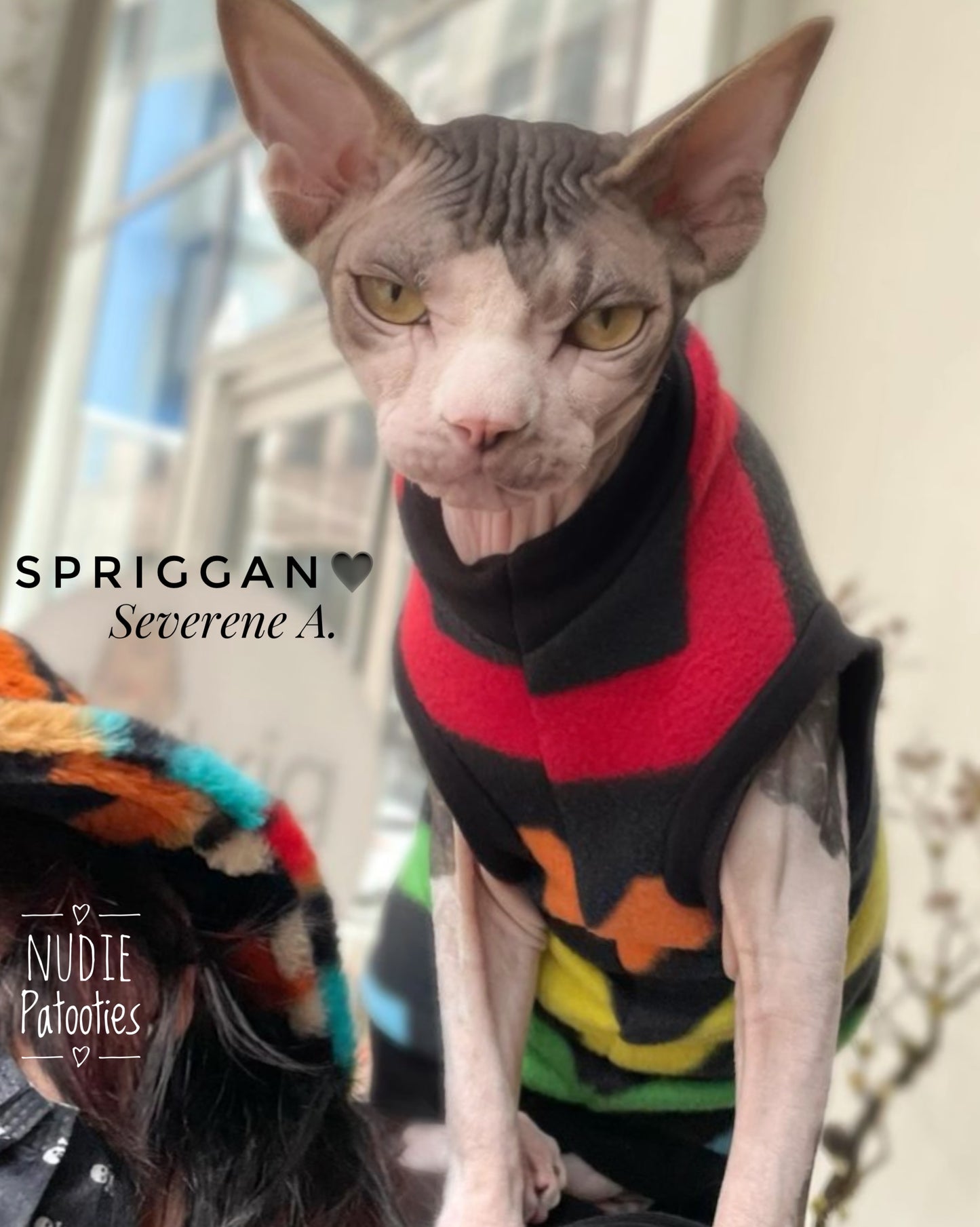 sphynx cat and kitten warm clothes