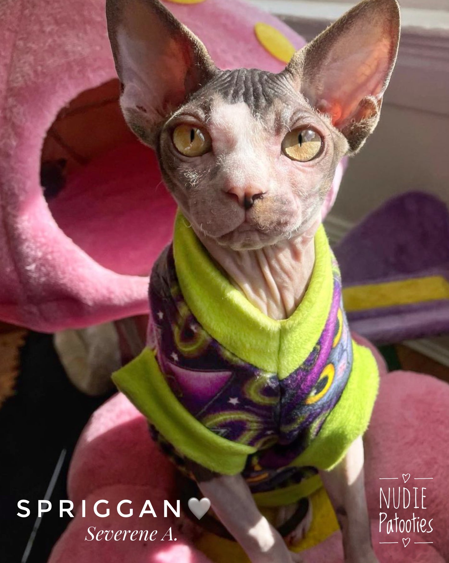 sphynx cat and kitten shirts.  sphynx cat clothes 