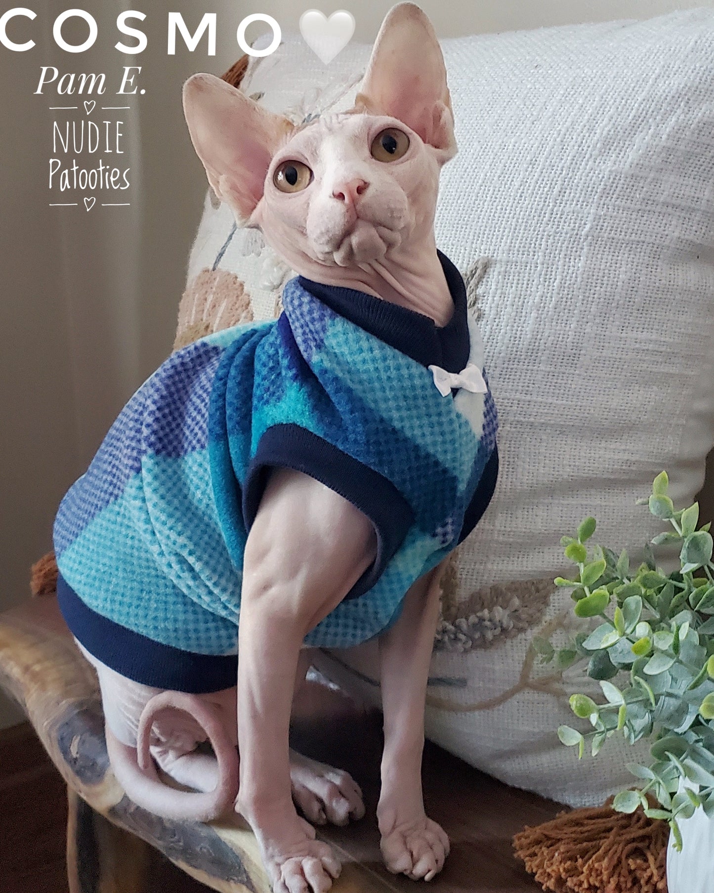 Sphynx cat wearing a blue plaid fleece shirt.  Best sphynx cat clothes and swag.