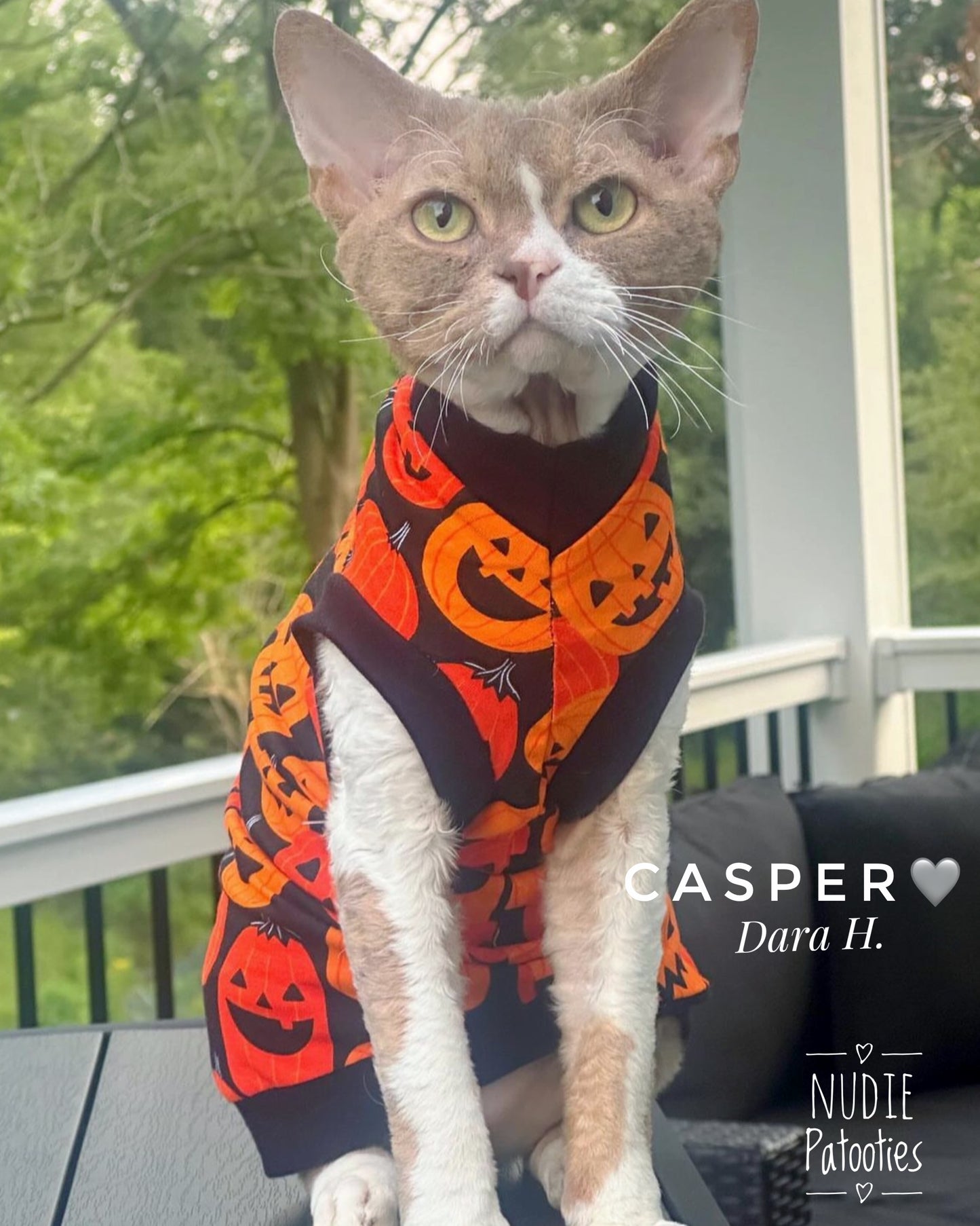 Sphynx cat and kitten Halloween shirt.  Sphynx cat clothes.