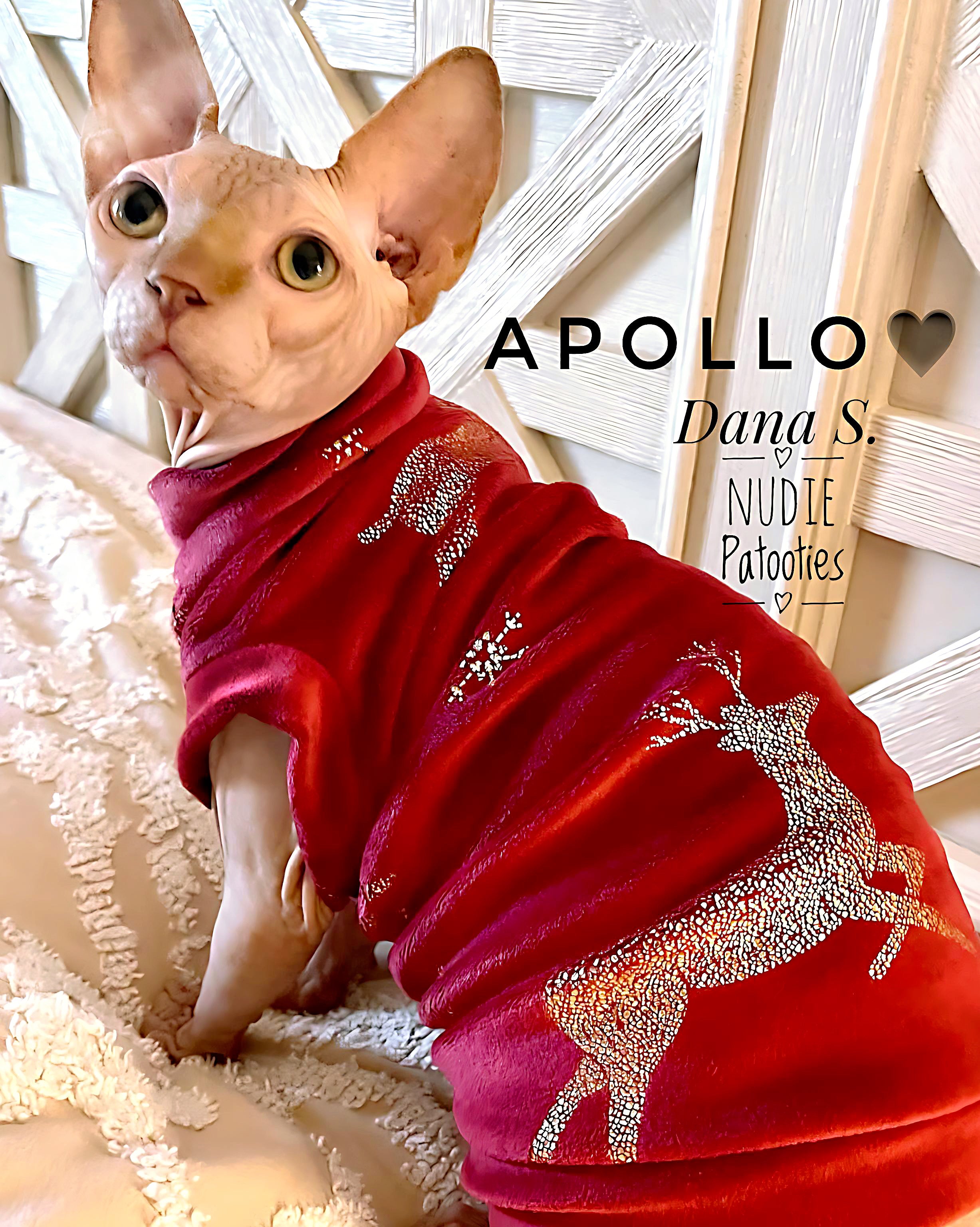 Sphynx Clothes l Cat Sweaters l Sphynx Shirts l Clothes For Cats Nudie Patooties