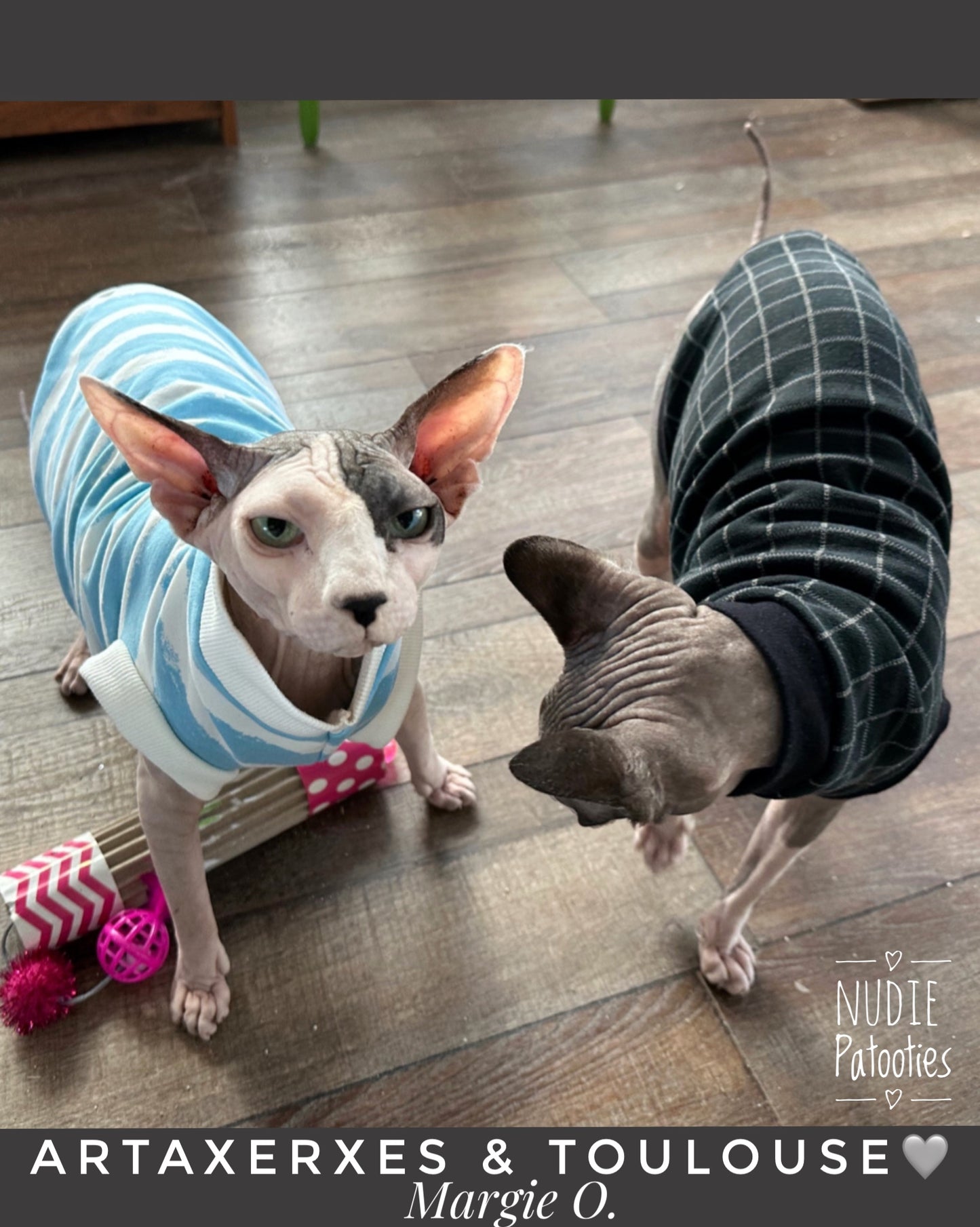 Sphynx cat and kitten organic sweatshirt.  Sphynx cat clothes
