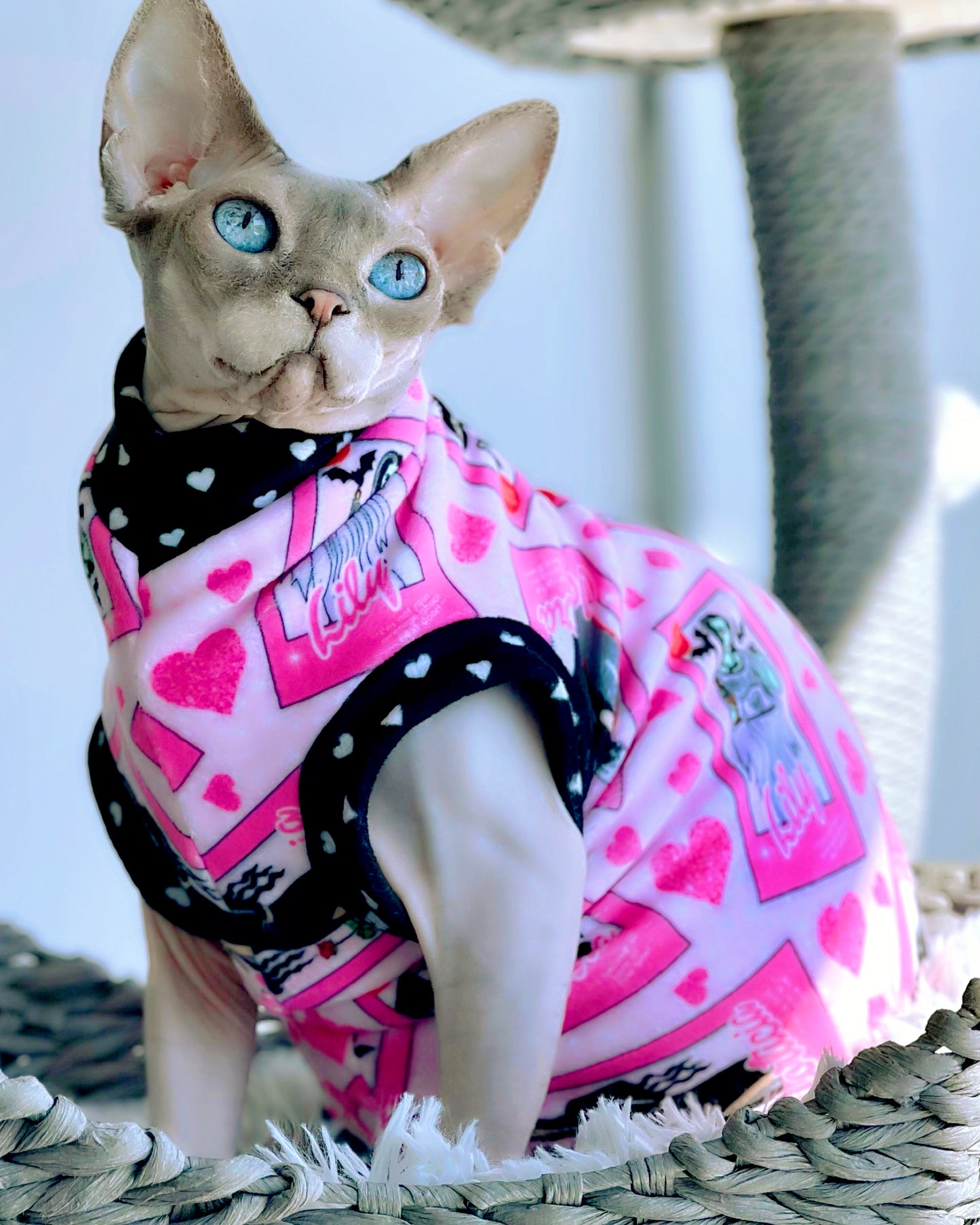 BestSphynx cat shirts, clothes, sweaters and swag.  