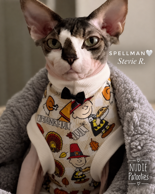 Spellman sphynx cat in a Thanksgiving shirt. 