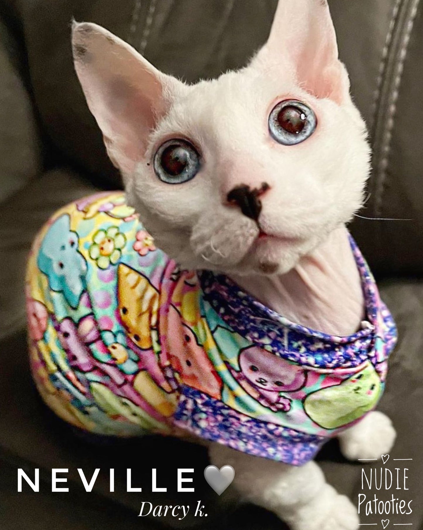 Sphynx cat and kitten shirt. Sphynx cat clothes.