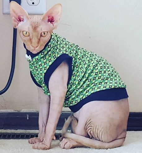 Organic cotton shirt with bow tie for your Sphynx, bambino, donskoy, Peterbald, Cornish Rex, Devon Rex! Cat Clothes