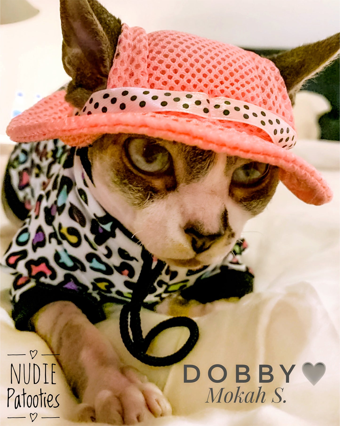 Hat for Cats