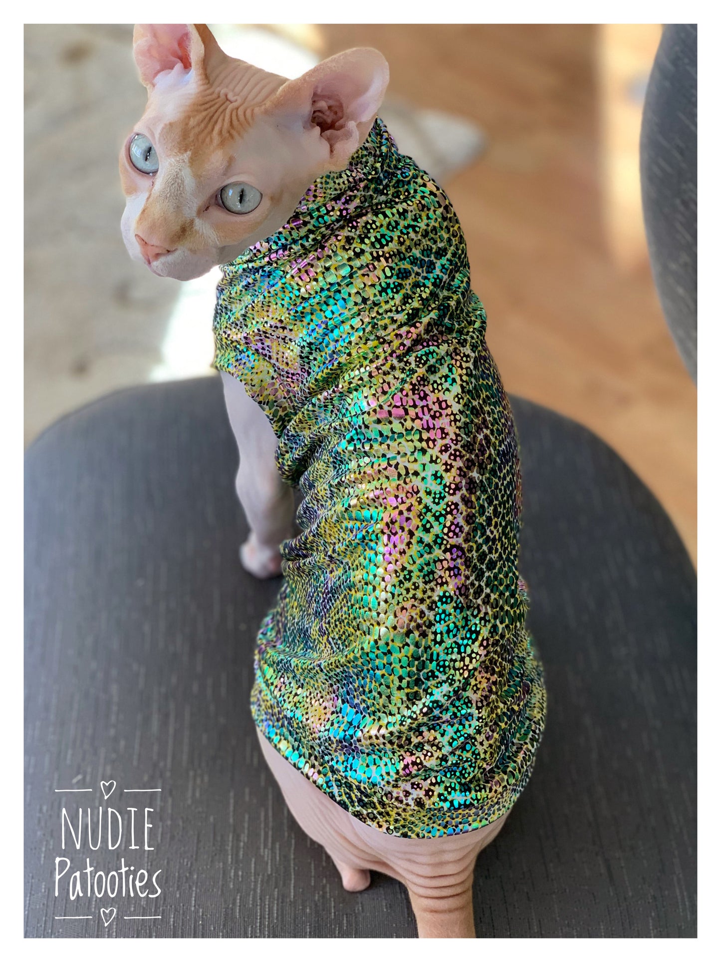 Sphynx cat clothes, shirts and sweaters. 