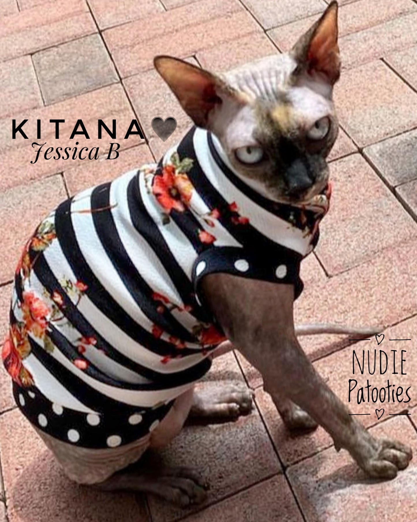 Sphynx cat shirt.  Sphynx cat clothes. 