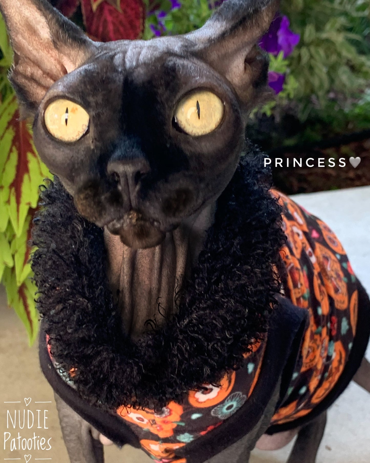 Sphynx cat and kitten shirt clothes