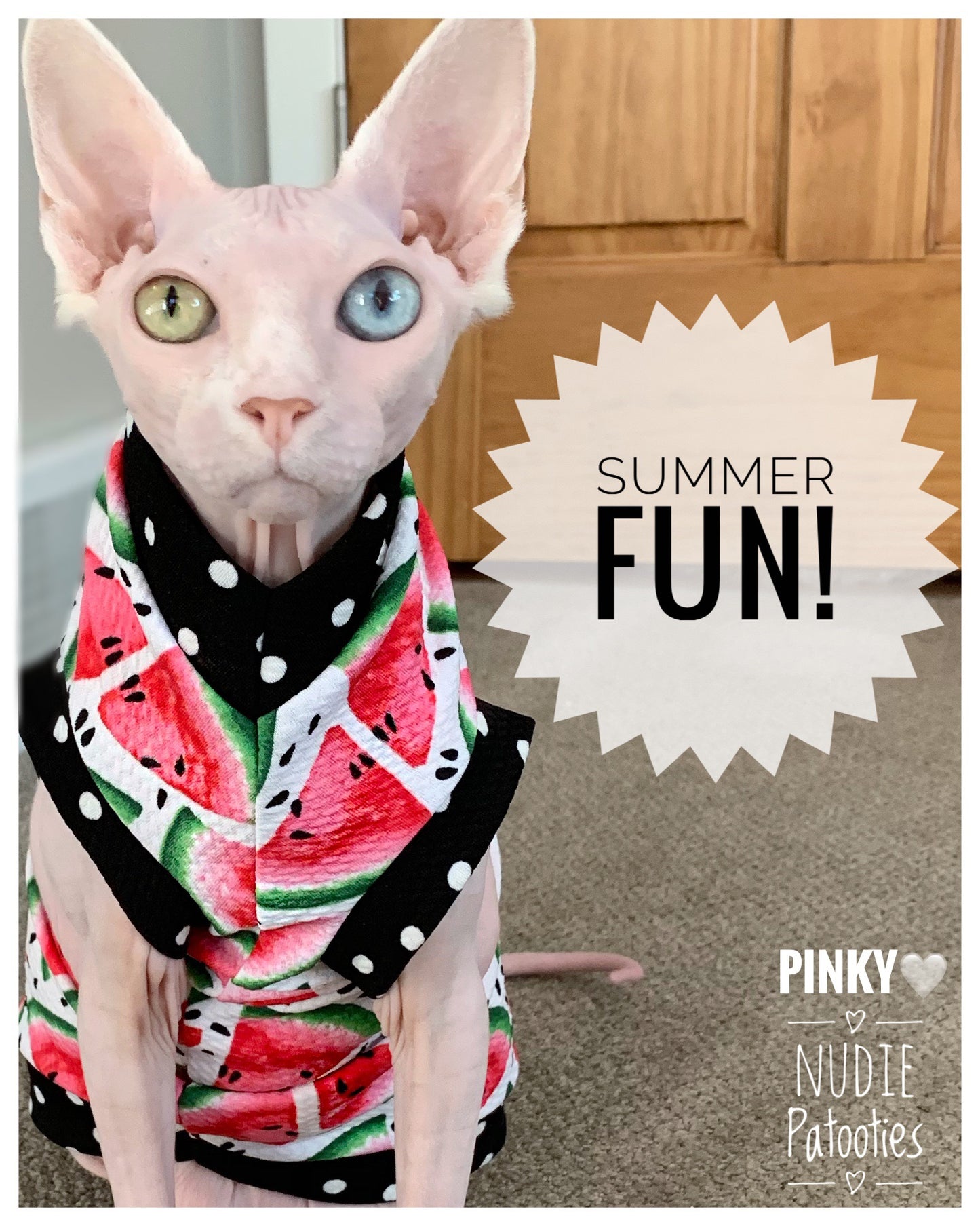 watermelon and polka dots summer tshirt for your sphynx cat, kitten, peterbald, bambino, devon rex cat.  odd eyes heterochromia