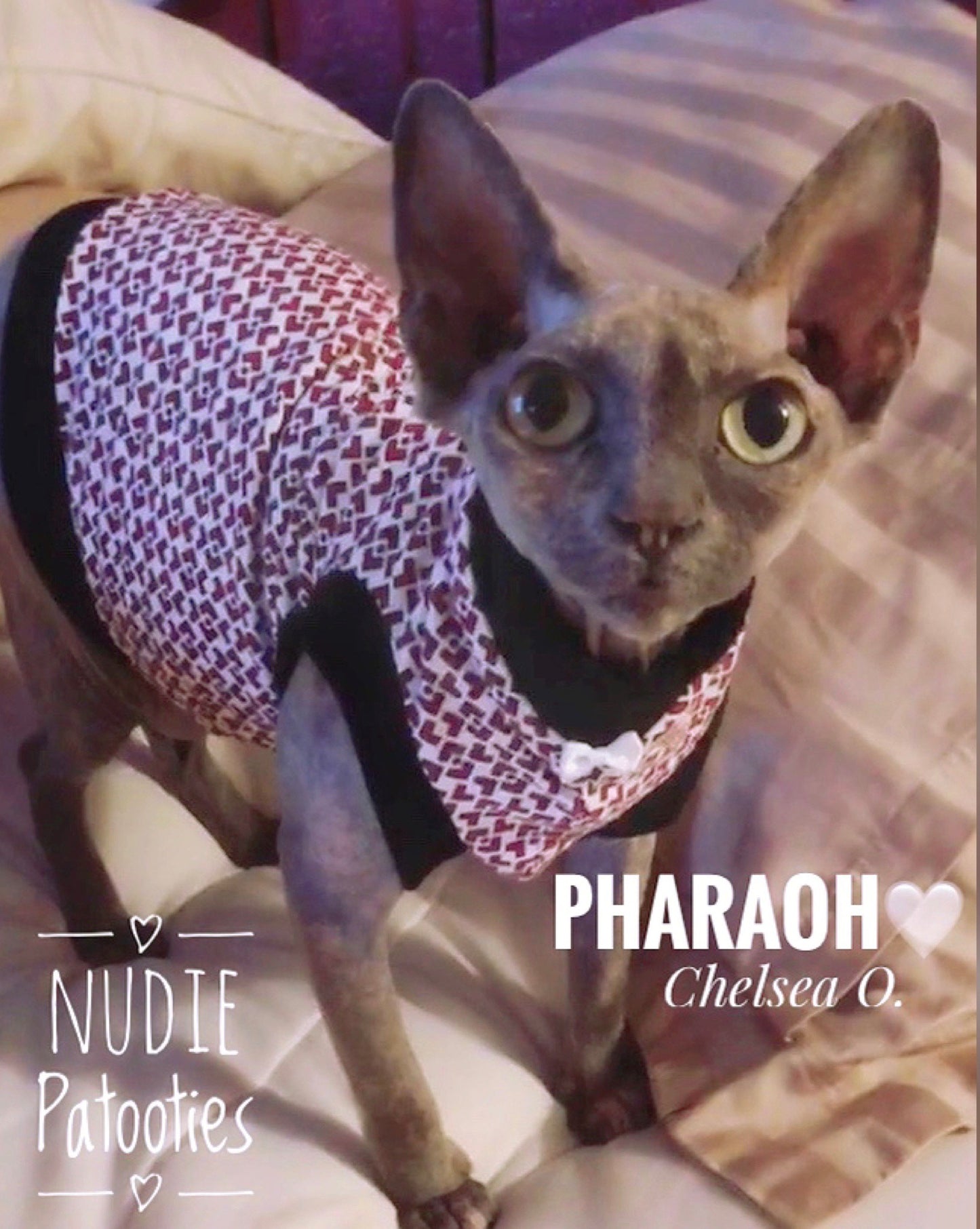 Caught Red Handed - Nudie Patooties  Sphynx cat clothes for your sphynx cat, sphynx kitten, Donskoy, Bambino Cat, cornish rex, peterbald and devon rex cat. 