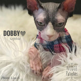 Argyle Plaid - Fuchsia and Teal - Nudie Patooties  Sphynx cat clothes for your sphynx cat, sphynx kitten, Donskoy, Bambino Cat, cornish rex, peterbald and devon rex cat. 
